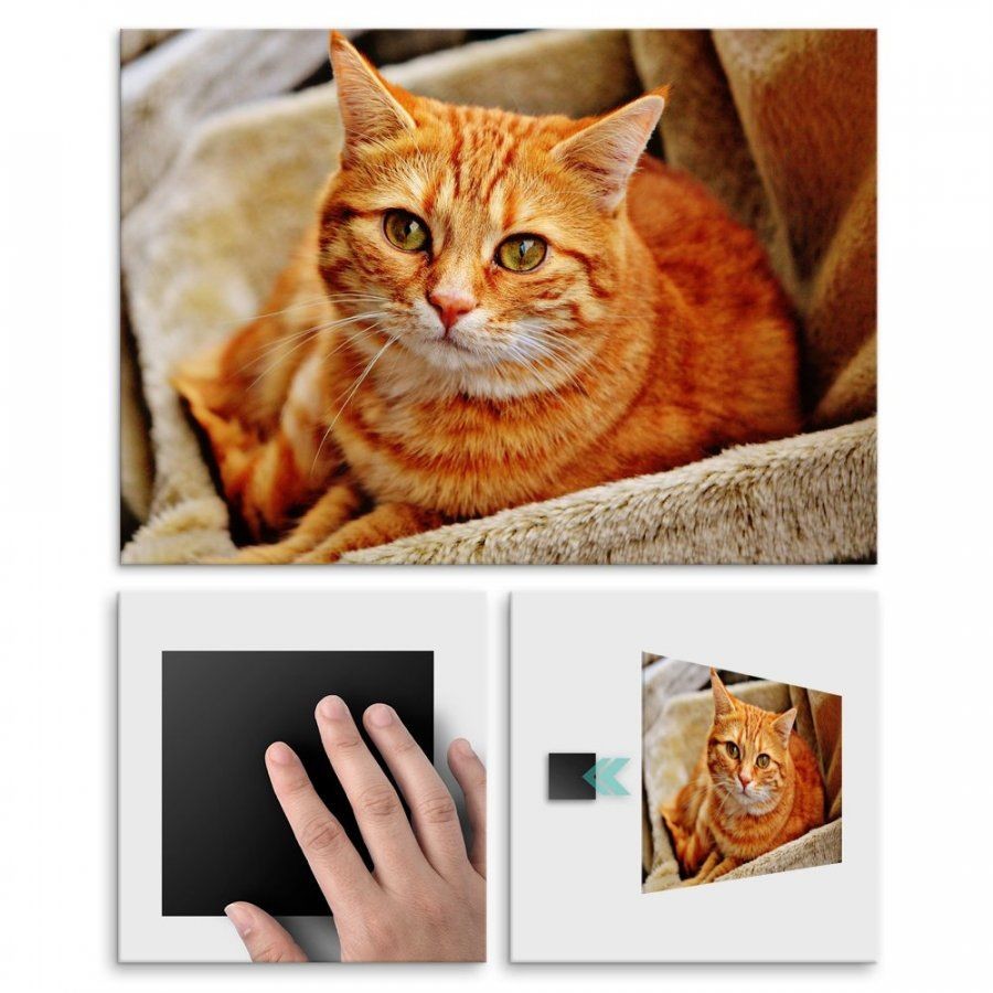 Pix4home Plakat metalowy pomarańczowy kot na brązowej sofie L POS-L-01743