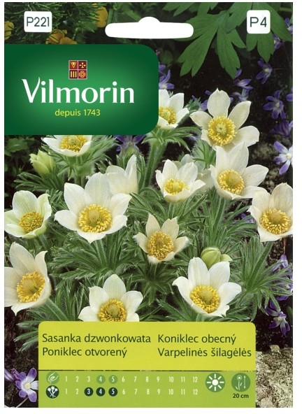 Vilmorin Nasiona sasanka dzwonkowata biała