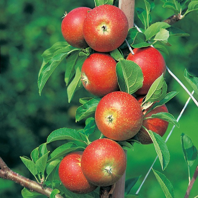 In My Garden Jabłoń  (Malus) Staropolski ogród
