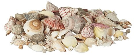 Relaxdays dekoracyjna w zestawie, Mix z dużymi ślimaki morskie, Jakob muszli, na plażę dekoracyjna do majsterkowania, MARITIM 1 kg, wapna, kolorowy, 18 x 18 x 11 cm 10021109