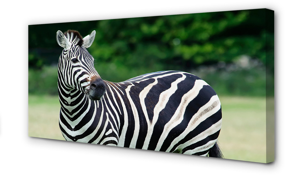 PL Tulup Obrazy na płótnie Zebra pole 100x50cm