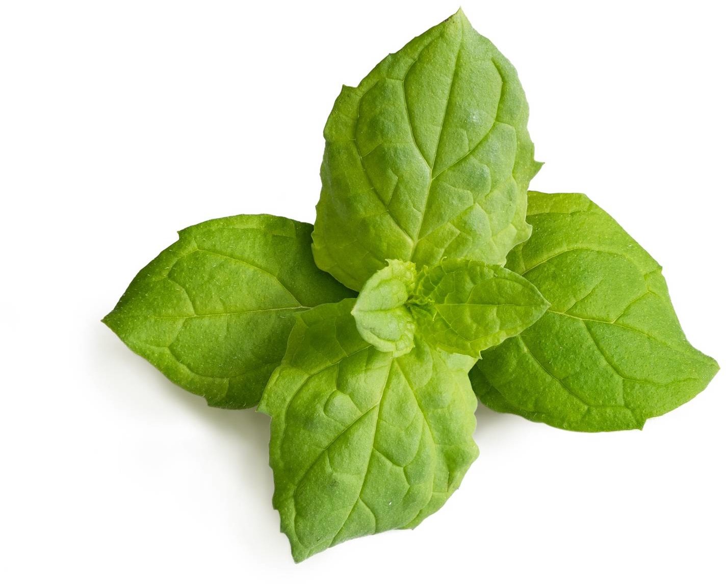 Veritable Veritable wkład nasienny Lingot - mięta marokańska VLIN-A10-Men056