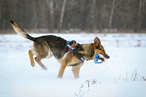 JULIUS K-9 Julius-K9, kiełbasa, nylon bawełniany