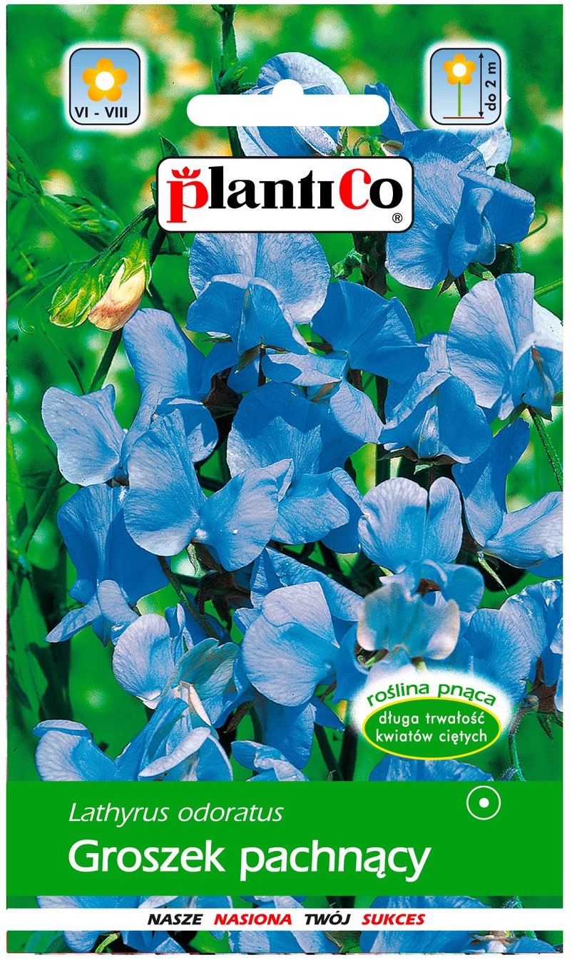 Plantico Groszek pachnący jasno niebieski