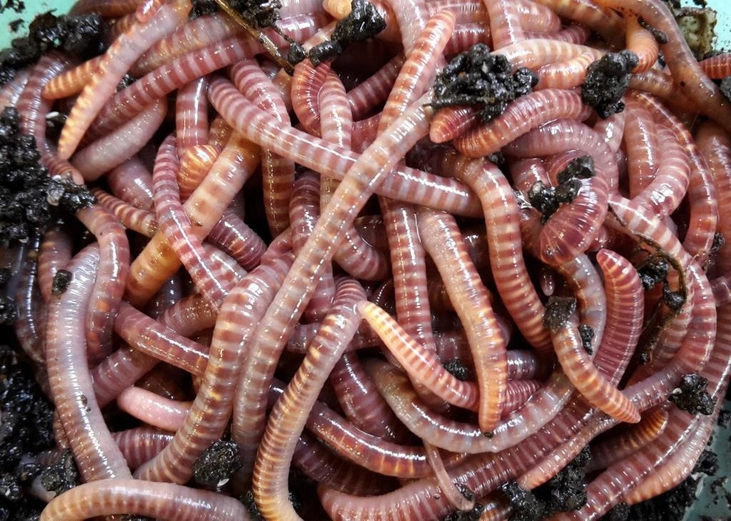 300szt Kompostowe Dżdżownice Kalifornijskie