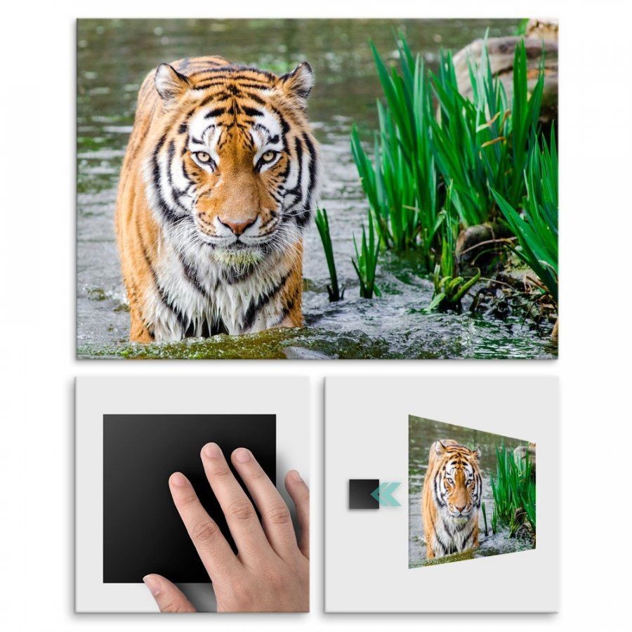 Pix4home Plakat metalowy tygrys M POS-M-01758