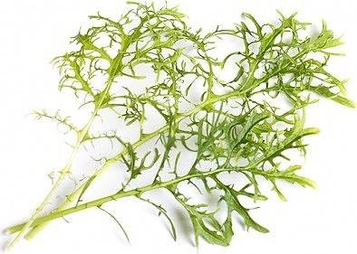 Veritable Veritable wkład nasienny Lingot - musztardowiec Golden Frills VE-0068566