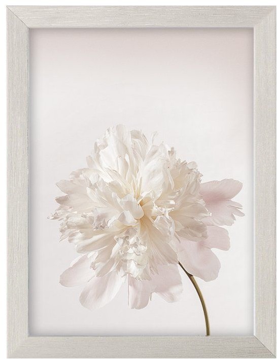 Dekoria Obraz Peony III 18x24cm silver 18x24cm 183-035-00