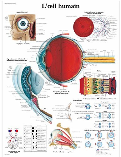 3B Scientific anatomiczne krojenia VR2226L