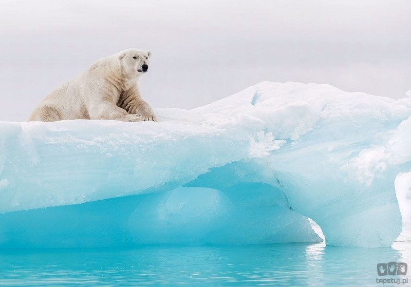 Komar Fototapeta Arctic Polar Bear IANGX8-026 IANGX8-026_opcje