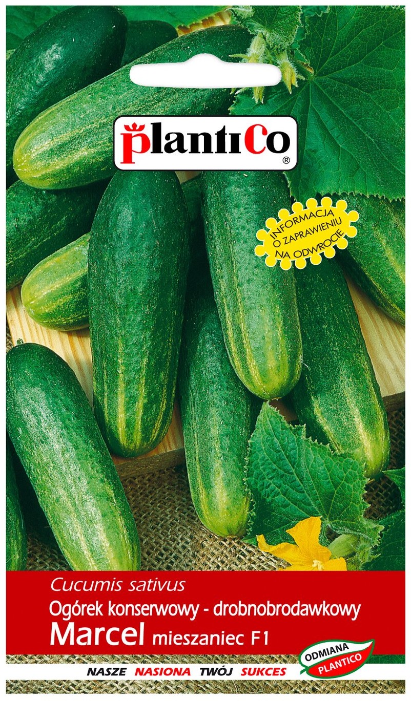 Plantico Ogórek Marcel F1