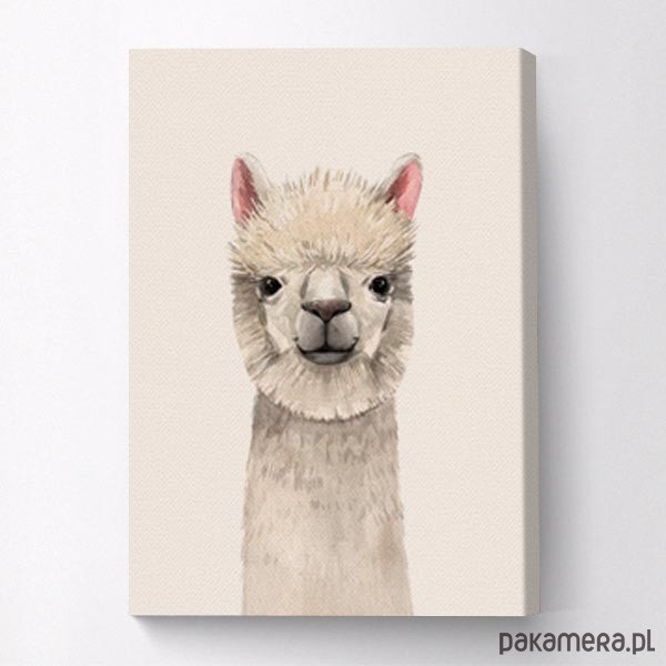 Obraz na płótnie Lama