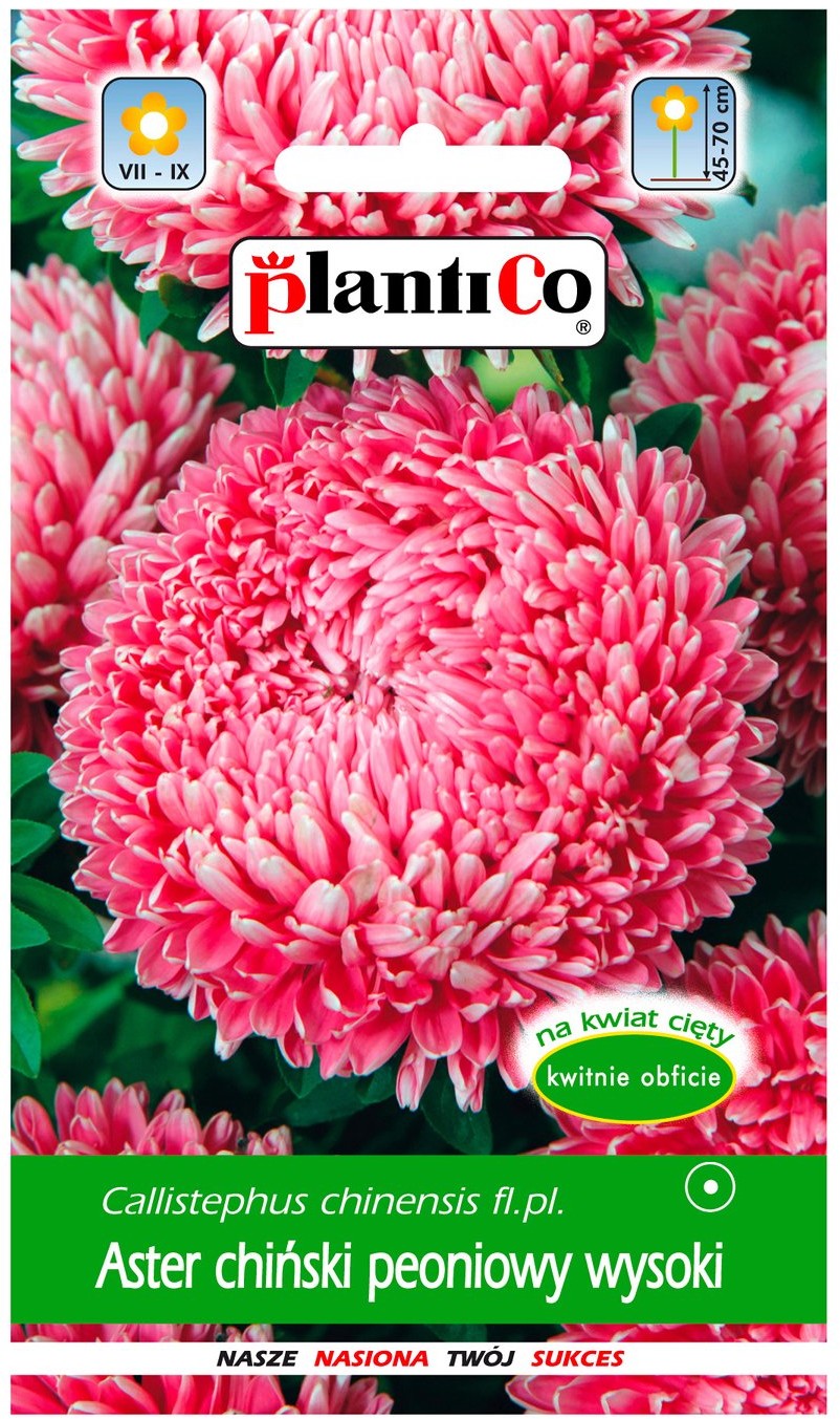 Plantico Aster chiński peoniowy różowy