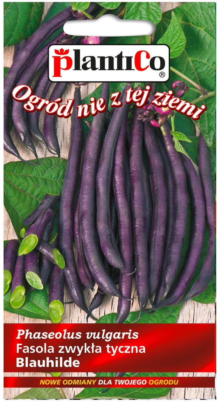 Plantico Fasola zwyczajna tyczna fioletowa Blauh.
