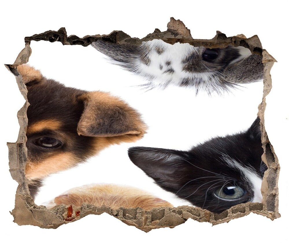 Wallmuralia.pl Dziura 3d fototapeta na ścianę Zwierzęta domowe