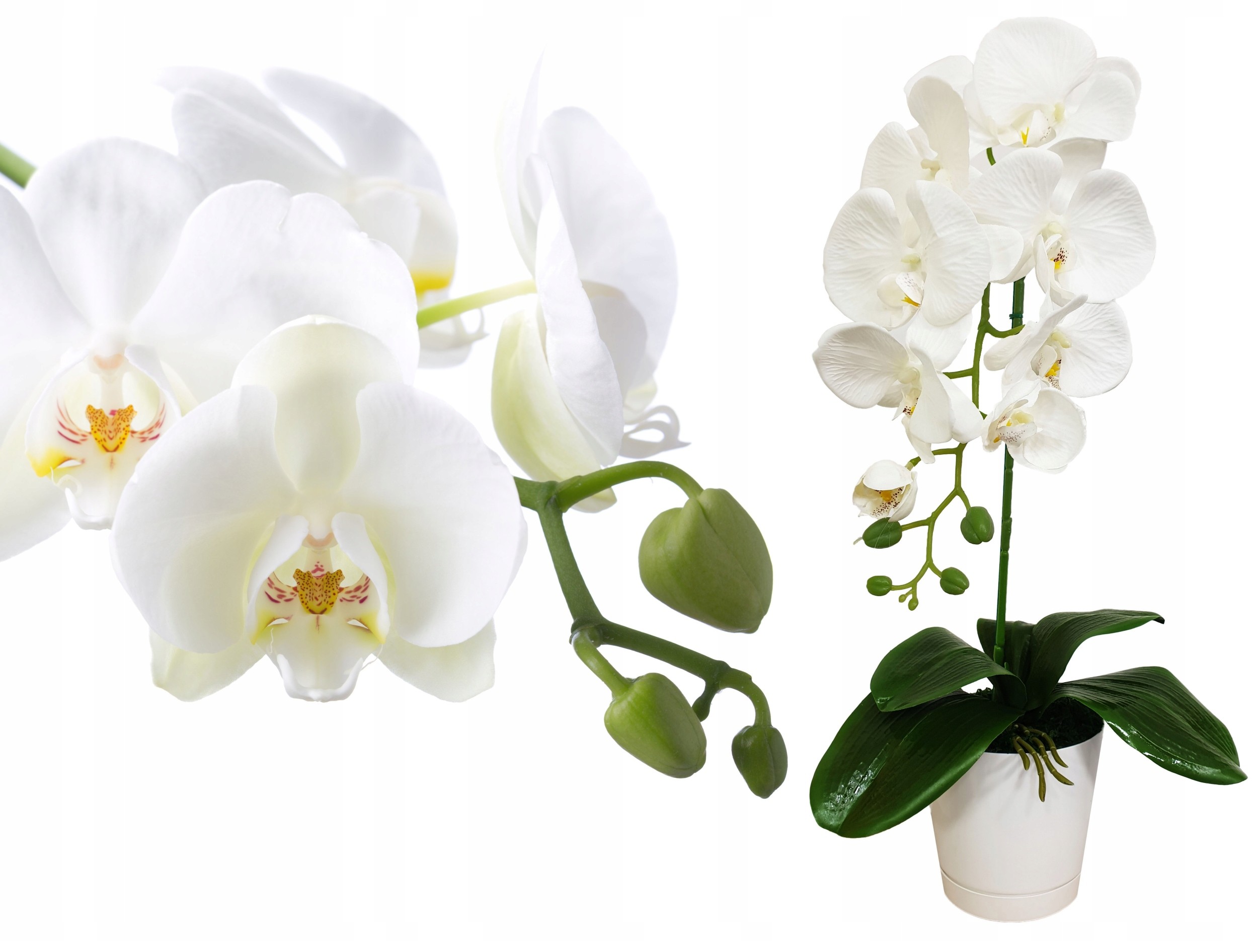 Storczyk Sztuczny Storczyki Kwiat Orchidea Kwiaty