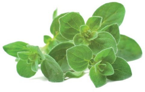 Click&Grow Kapsułki z nasionami Smart Soil 3 szt. oregano 4742793007489