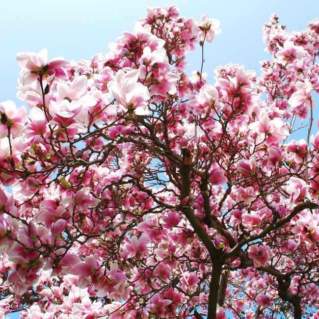 Magnolia (Magnolia) 160-220 cm C20
