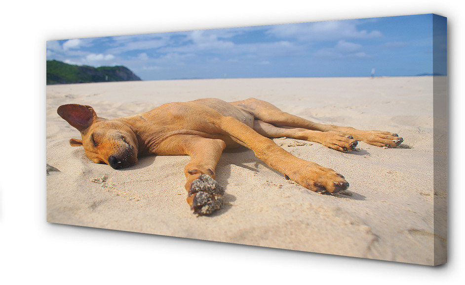 PL Tulup Obrazy na płótnie Leżący pies plaża 125x50cm
