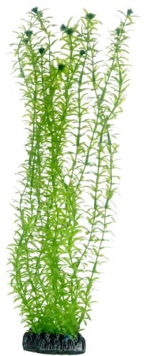 Hobby lagarosiphon, 34 cm