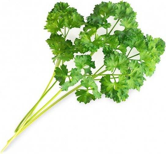 Veritable Veritable wkład nasienny Lingot - pietruszka kędzierzawa VE-0068265