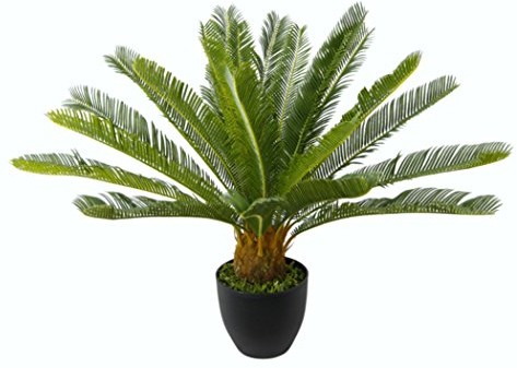 Flair Flower cycas palmy w doniczce 151435GN