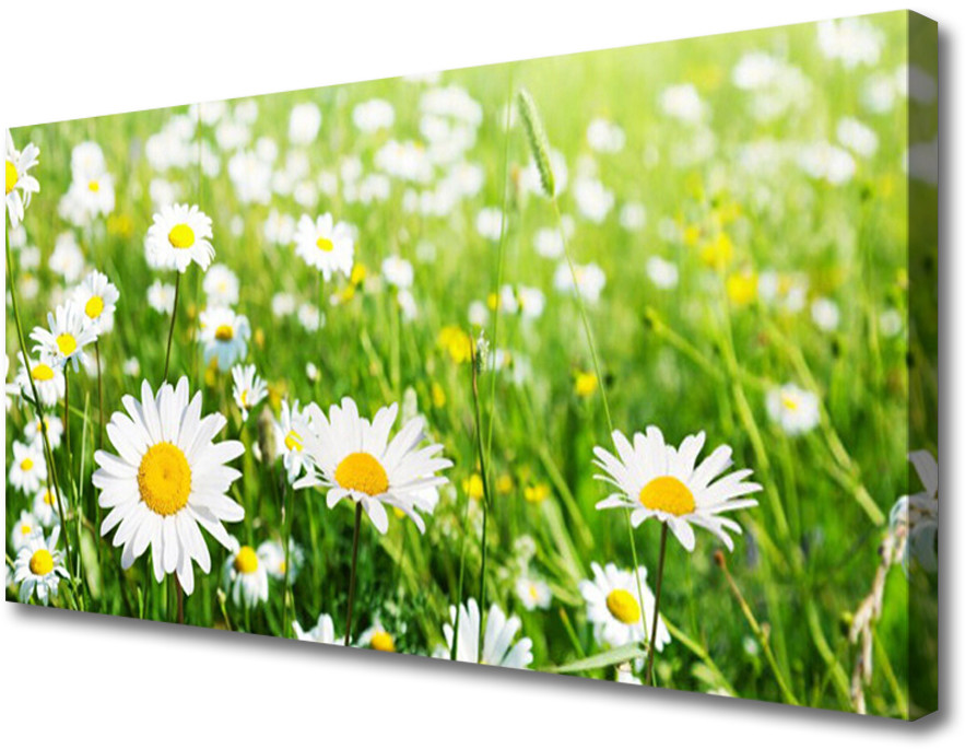 PL Tulup Obraz na Płótnie Stokrotka Kwiat Roślina 100x50cm