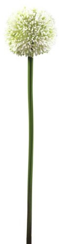 Europalms Euro Palms 82530567 alliumz weig 55 cm, kolor kremowy 82530567