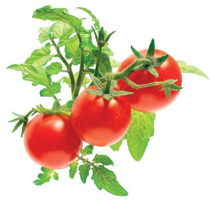 Click&Grow Kapsułki z nasionami Smart Soil 3 szt. pomidorki koktajlowe 4742793007304