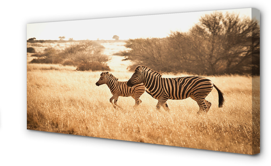 PL Tulup Obrazy na płótnie Zebra pole zachód słońca 140x70cm