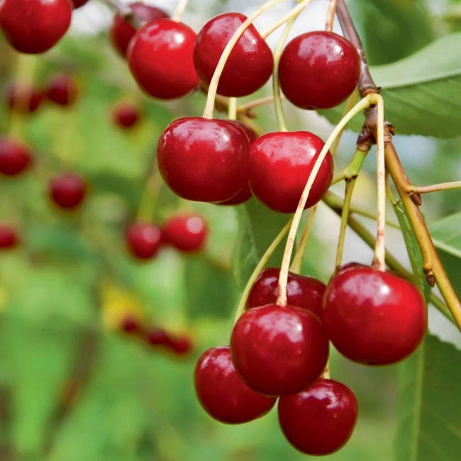 In My Garden Wiśnia  Staropolski Ogród