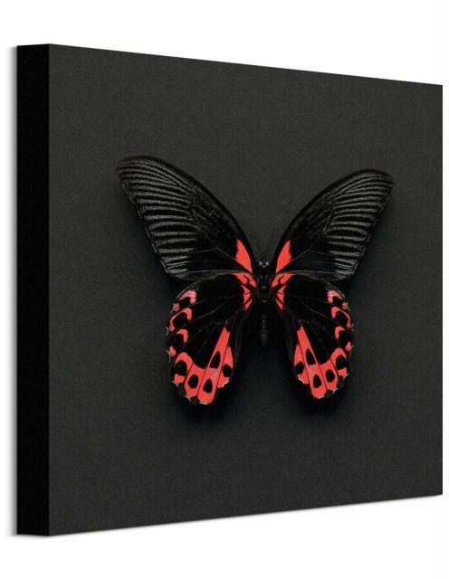 Pyramid Posters Motyl Scarlet Mormon - obraz na płótnie WDC91556