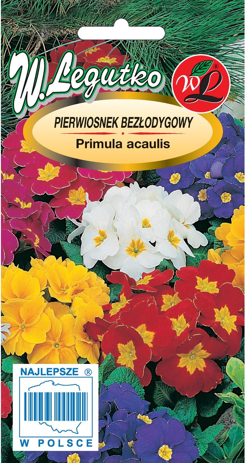 Legutko Pierwiosnek bezłodygowy mieszanka