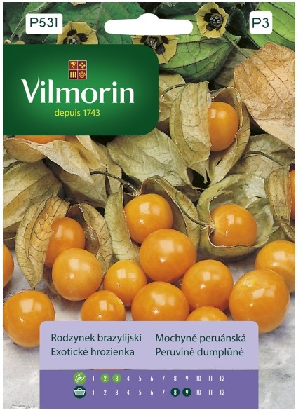 Vilmorin Nasiona rodzynek brazylijski
