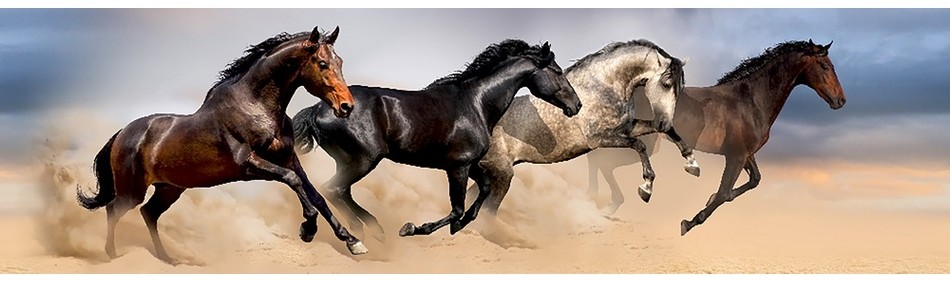Pas dekoracyjny Wild Horses, 500 x 14 cm