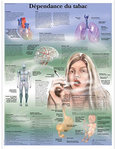 3B Scientific anatomiczne krojenia VR2793UU