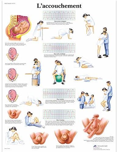 3B Scientific anatomiczne krojenia VR2555UU