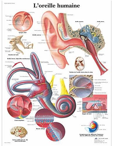 3B Scientific anatomiczne krojenia VR2243UU