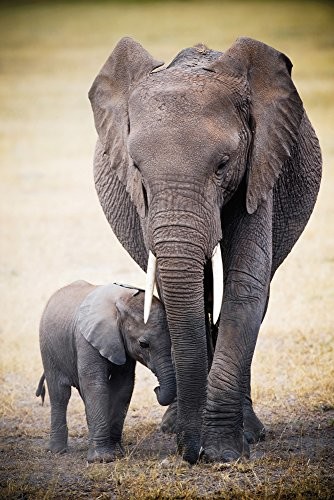 empireposter 728616 Africa  Elephant and Baby  plakat plakat druk  Maxi, papier, kolorowy, 91.5 x 61 x 0.14 cm 728616