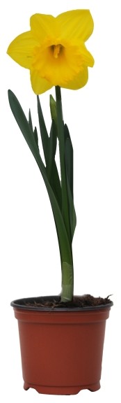 Narcyz wielkotrąbkowy doniczka 12 cm