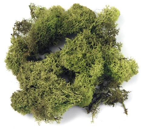 Rayher Hobby Rayher porost 8503211 islandzki, SB-Btl. 100 G, h. Zielony 85-032-11