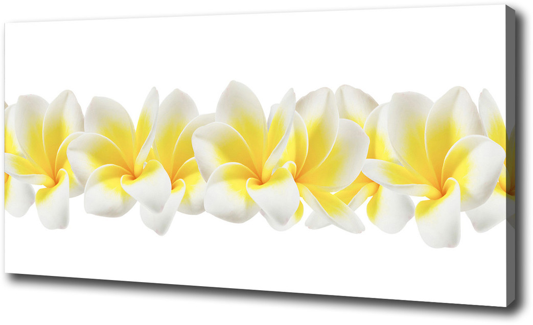 Foto obraz canvas Plumeria