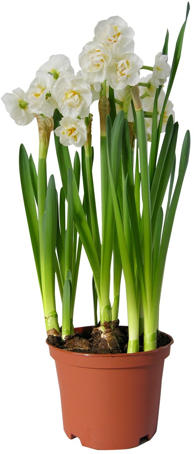 4Flower Narcyz pachnący