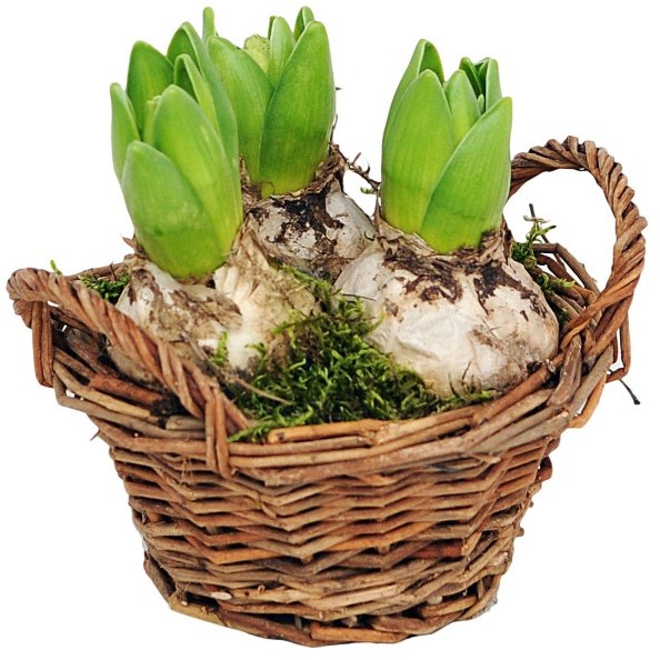 Hiacynt w brązowym koszyku 16 cm
