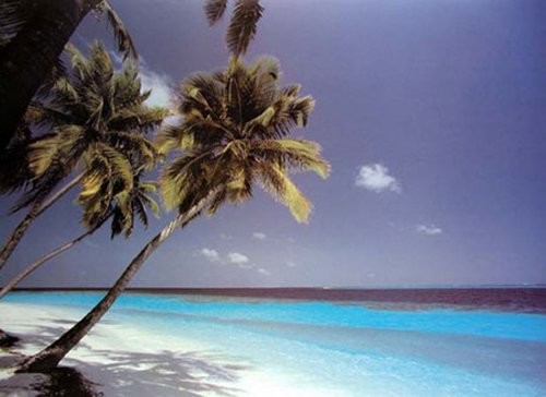Empire beaches  palmtrees  Mini Beach plakat zdjęcie plaża morze palmy Paradies  rozmiar 50 x 40 cm + artykuły dodatkowe (150486)