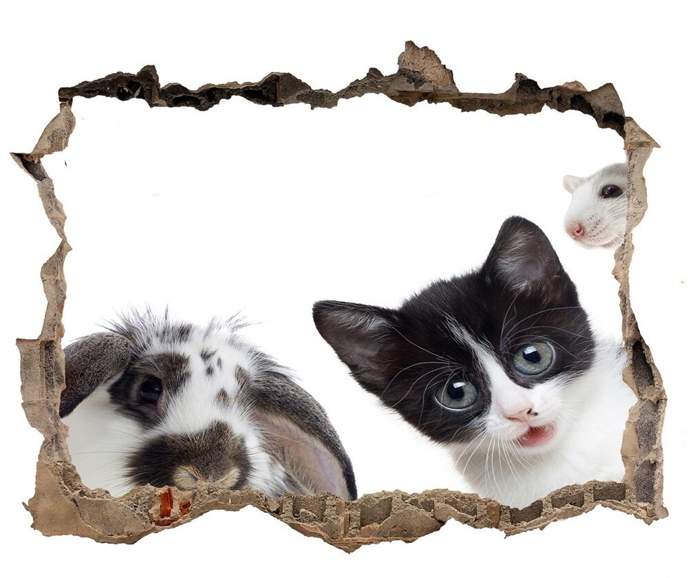 Wallmuralia.pl Dziura 3d fototapeta naklejka Zwierzęta domowe