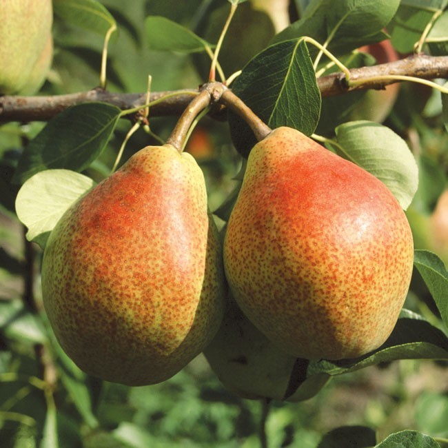In My Garden Grusza  (Pyrus communis) Staropolski ogród