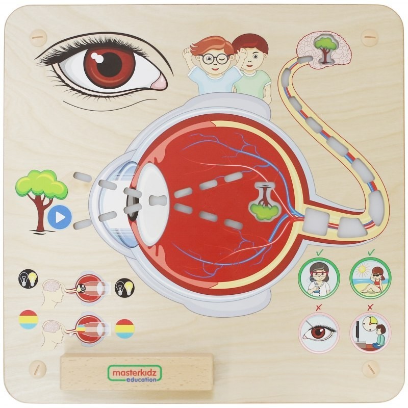 Masterkidz MASTERKIDZ Tablica Edukacyjna Zmysł Wzroku ME15815