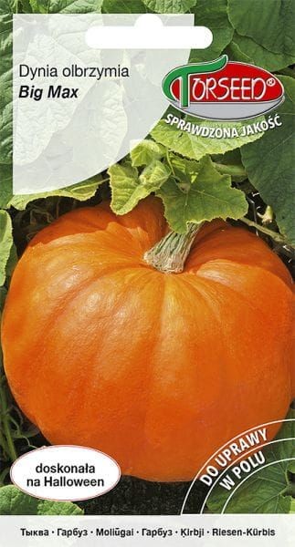 Torseed Nasiona Dynia olbrzymia Big Max 3g Torseed2636