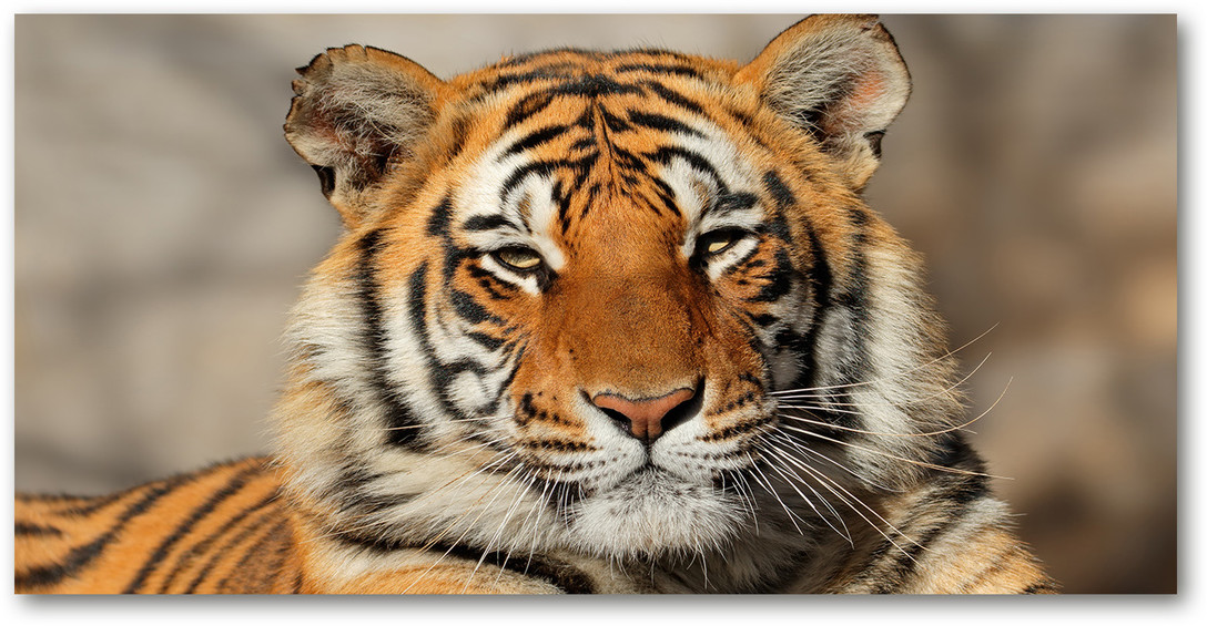 Obraz zdjęcie szkło akryl Tygrys bengalski